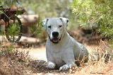 DOGUE ARGENTIN 542